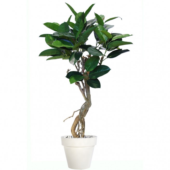 Planta semi-artificiala Ila, Ficus Elastica Plant Green - 150 cm